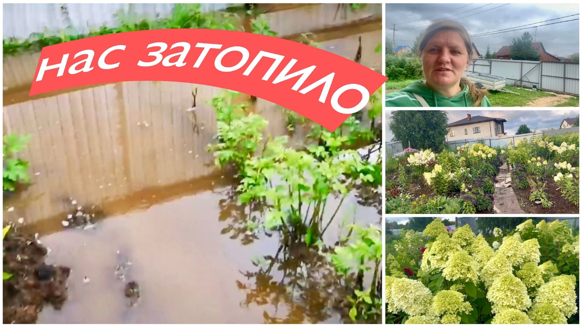 Нас опять затопило дождями. Мой цветник из Гортензий