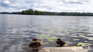 🌿🌲КАРЕЛИЯ / УТИНЫЕ ИСТОРИИ / ДЛЯ ДУШИ 🦆🌿