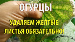 Удаляйте желтые и сухие листья у Огурцов Обязательно!