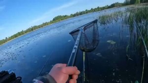 У КАМЫША...ЗОЛОТЫЕ ЛАПТИ ПРУТ!Реальный КРУПНЯК на ПОПЛАВОК!