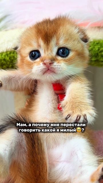 Шотландский ❤️
