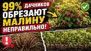 НЕ ОБРЕЗАЙТЕ МАЛИНУ ОСЕНЬЮ, ПОКА НЕ УЗНАЕТЕ ЭТО! ЭТА ОШИБКА ОСЕНЬЮ УБИВАЕТ МАЛИНУ
