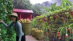 Жизнь в лесу: садоводство и сбор спелых горных груш. Кулинария.