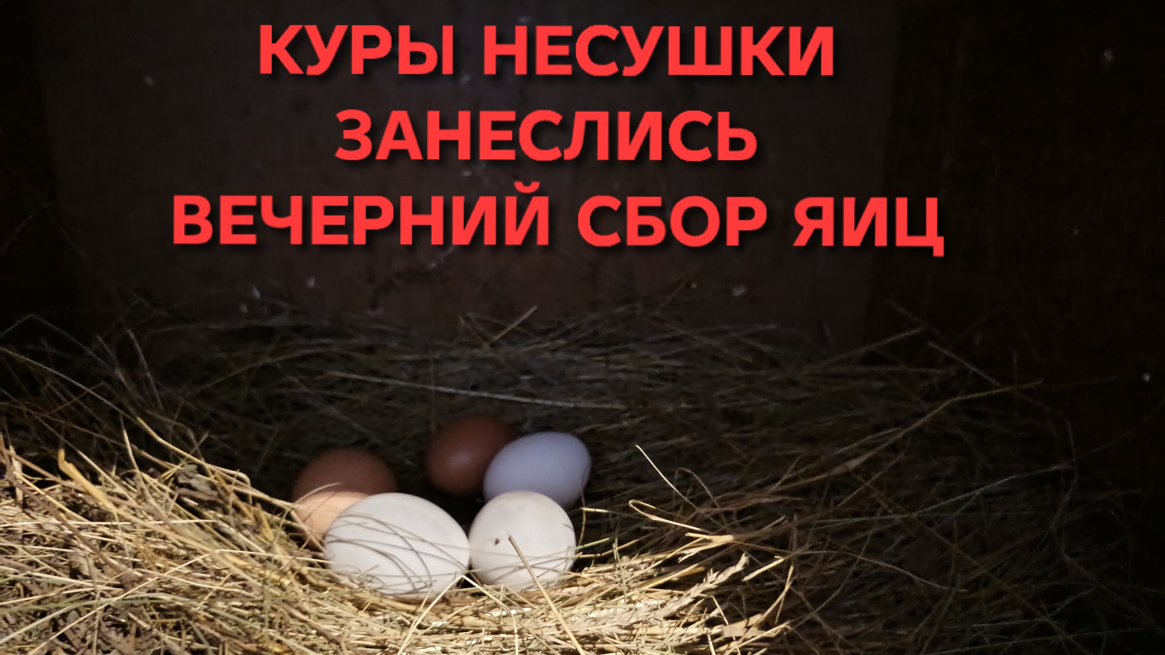 Куры-несушки Перестал кормить кур мешанками и они занеслись