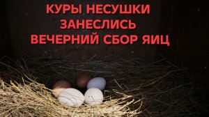 Куры-несушки Перестал кормить кур мешанками и они занеслись