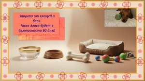Защита таксы Алисы от клещей и блох на 90 дней
