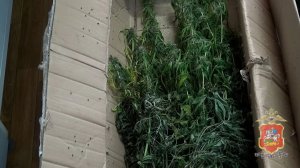В квартире наркоагрария из подмосковного Королёва полицейские нашли марихуану и 41 горшок с коноплёй