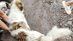 Встретили забавного пёсика, накормили дружка! ❤🐶
