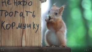 Про белок, бельчат и кормушки