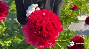 Red Charm peony. Ред Чарм пион. Пулков сад (2026 г.)