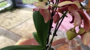 Phal. Apple Pie Орхидея фаленопсис Яблочный Пирог бабочка. Обзор покупки!
