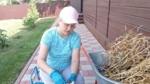 Чеснок просох, решила обрезать и убрать на хранение.
