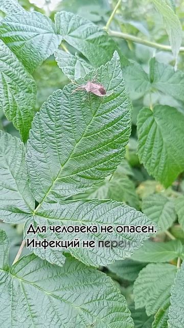 Клоп