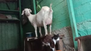 На хозяйстве