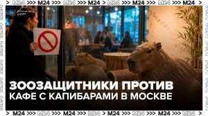 Зоозащитники раскритиковали новое кафе с капибарами в Москве - Москва 24