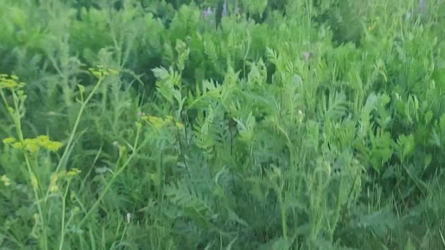ф.91. еду в деревню проверять ловушки.