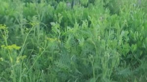 ф.91. еду в деревню проверять ловушки.