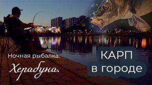 Херабуна. Карп в городе.
