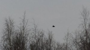 Вороны отогнали ворона