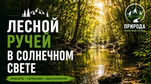 Лесной ручей в солнечном свете