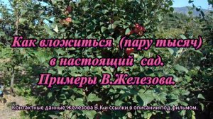 Как вложиться  (пару тысяч) в настоящий  сад. Примеры В.Железова.
