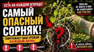 Самый опасный сорняк уже на вашей грядке! Пока вы его не замечаете - он уничтожает урожай!