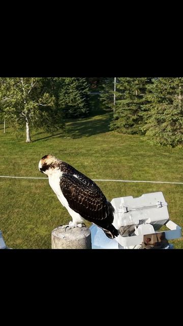 Osprey On A Light Post