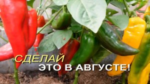 🌶Уход за СЛАДКИМ ПЕРЦЕМ в августе: Как ускорить созревание и увеличить плоды🌶