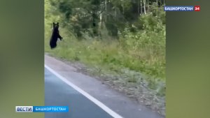Жители Башкортостана заметили медвежонка у дороги