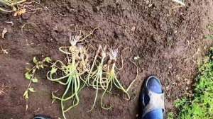 Урожай лука севка из чернушки