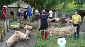 Выращиваю много свиней и продаю их жителям деревни после того, как они подрастают в течение 8 месяце