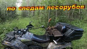 Железяки под вековой елью_Коп металла по тракторным дорогам #копметаллавлесу #металлокоп #Garrett300
