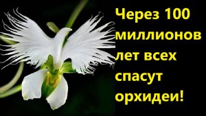 Через 100 миллионов лет всех спасут орхидеи!