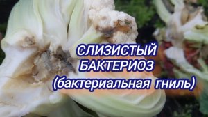 Выяснила ,что за гадость напала на капусту, но легче от этого не стало...