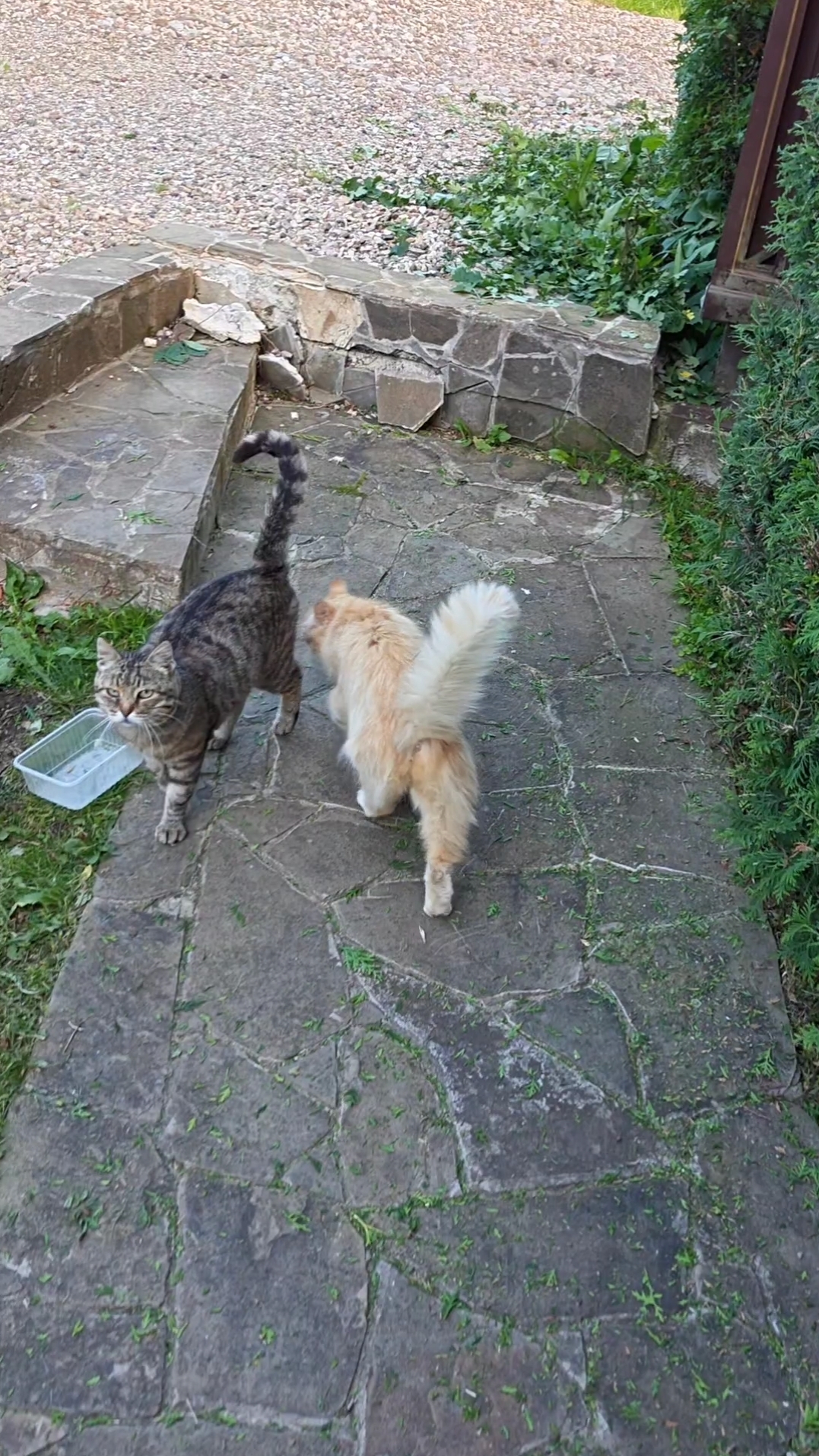 Уличная братва уважает все, что дают! #trending #кот #коты #cat #cats #funny #дача #природа #nature