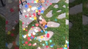 1000066305.mp4 (Собака слушает о установке в э/бруса вентиляцион. решетки в котельной дома А-фрейм)