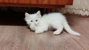 Когда играет котенок Микки, мама-кошка всегда рядом.
