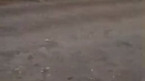 Тучи мигрирующей саранчи накрыли поля в Дагестане.Местный житель заснял, как небо под Кизляром кишит