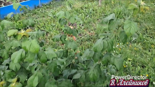 Обзор дачного участка