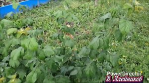 Обзор дачного участка