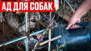 АД В БОРОГОНЦАХ: Спасаем тех, кто не доживет до завтра! 🆘