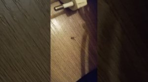 первое видео:-)