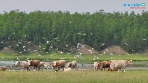 Морозовтар биэс алаастан 150 туонна оту ылар былааннаахтар