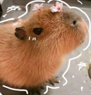 сквиши
