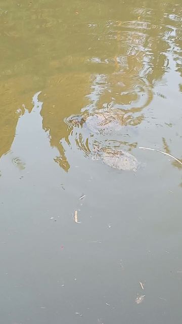 🐢🐢🐢