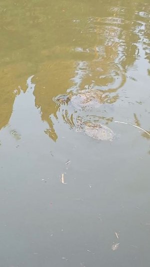 🐢🐢🐢