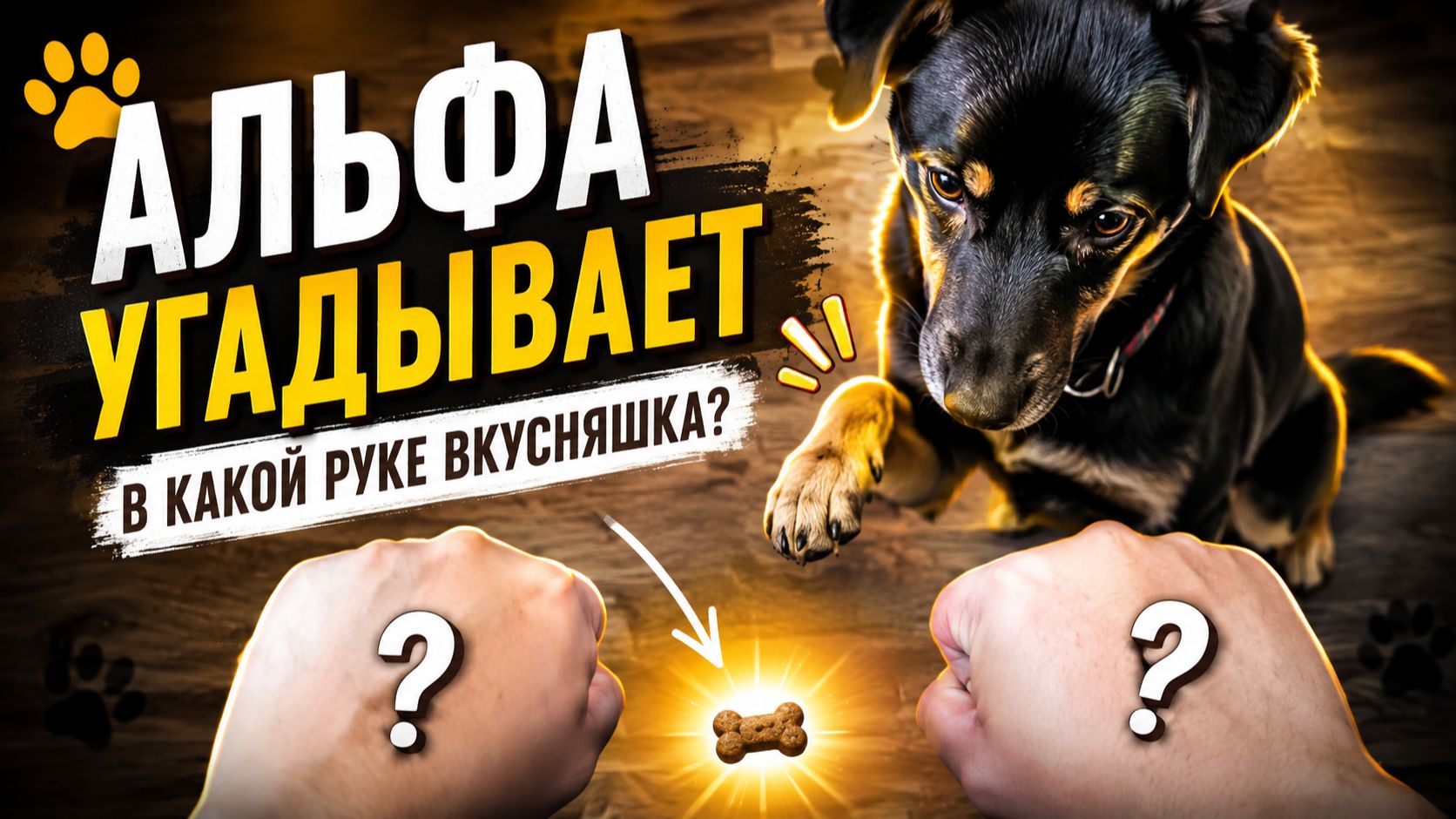 Альфа угадывает. В какой руке вкусняшка?  #мойпитомец #вкусняшка #альфа #собачка #милота