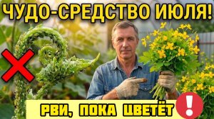 ЧИСТОТЕЛ - самое ценное бесплатное средство для огорода! А вы его выпалываете и жжёте