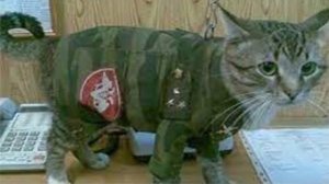 КОТАЛИЗАЦИЯ! ПРИКОЛЫ ПРО КОТОВ