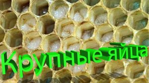 🥚 Крупные яйца — залог хорошей матки? Отвечает профессор Кашковский 👑